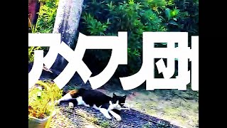 【OS-4合作】アメフリ団地 - OS-4 | PVSF archive